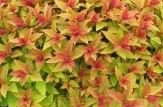 Spirée "Goldflame"