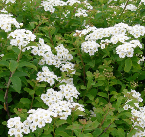 Spirée "Halward's Silver"