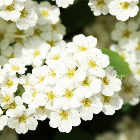 Spirée "Halward's Silver"