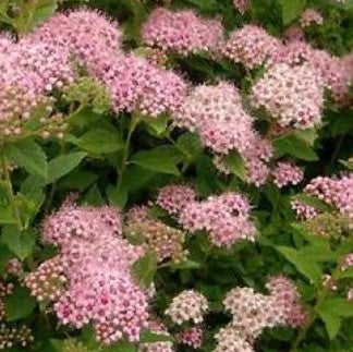 Spirée "Little Princess"