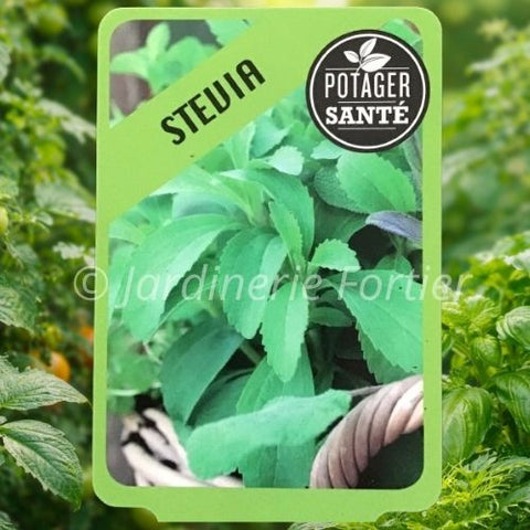 Stevia / Potager Santé