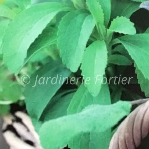 Stevia / Potager Santé