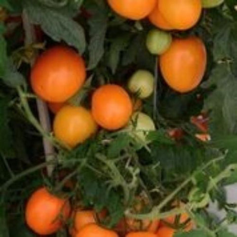 Semence de "Tomate italienne Sunrise"