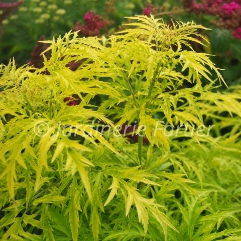 Sureau "Lemon Lace"