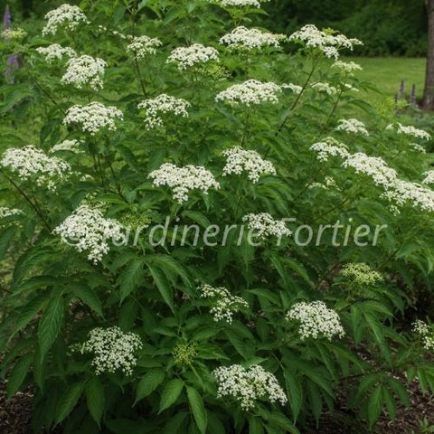 Sureau canadensis "Maxima"