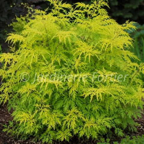 Sureau "Lemon Lace"