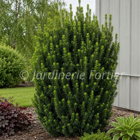 Taxus "Hicksii"