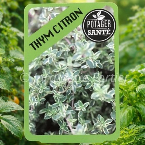 Thym Citron / Potager Santé