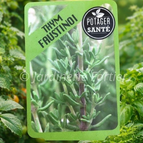 Thym Faustinoi / Potager Santé