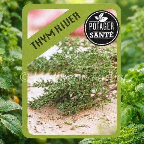 Thym d'hiver / Potager Santé