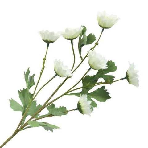 Tige de marguerites blanches