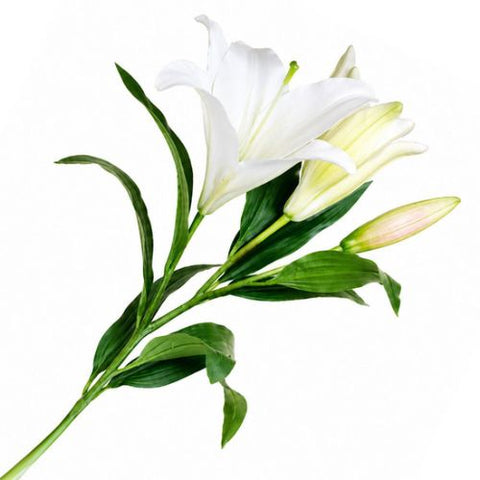 Tige de lys blanc