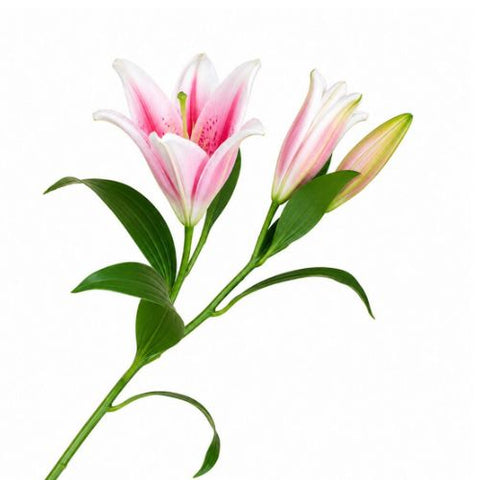Tige de lys rose