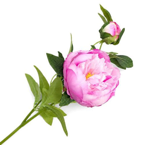 Tige de pivoine rose