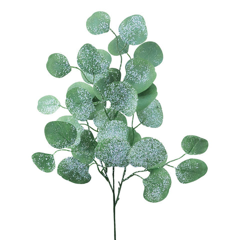 Tige d'eucalyptus enneigé