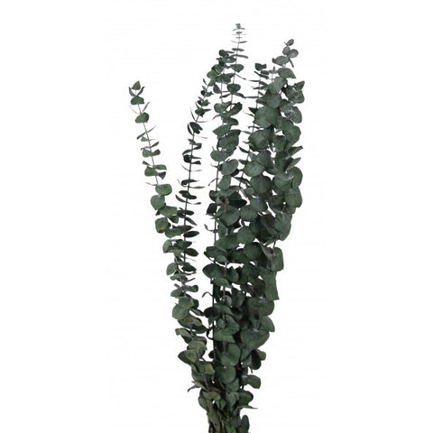 Bouquet d'Eucalyptus préservé vert