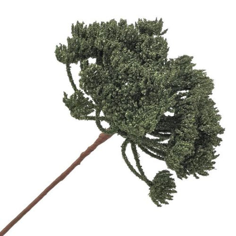Tige de sédum vert foncé