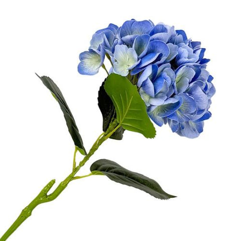 Tige d’hortensia bleu bicolore