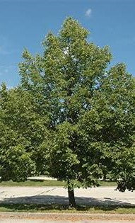 Tilleul cordata "Ronald"