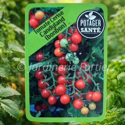 Tomate cerise Candyland / Potager Santé