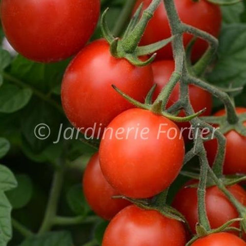 Tomate cerise Candyland / Potager Santé