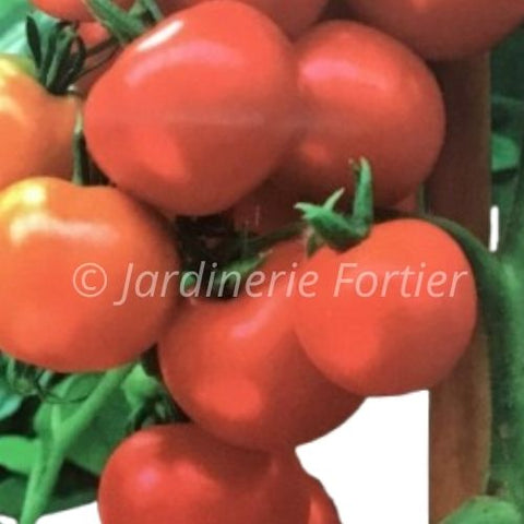 Tomate Célébrité / Potager Santé