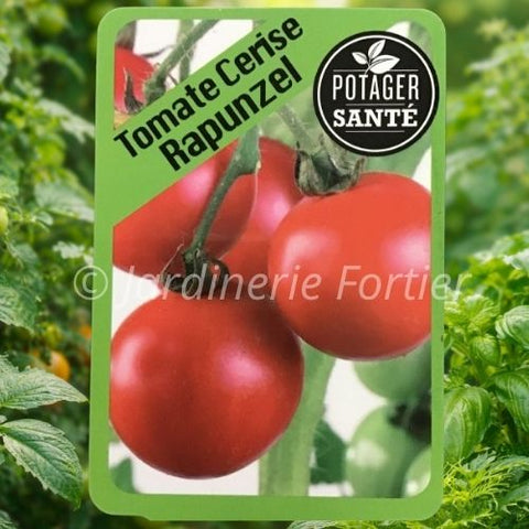 Tomate cerise Rapunzel / Potager Santé