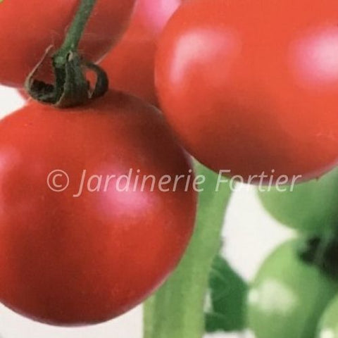 Tomate cerise Rapunzel / Potager Santé