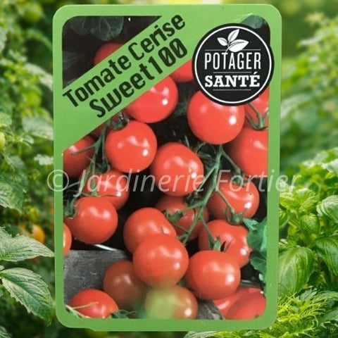 Tomate cerise Sweet 100 / Potager Santé