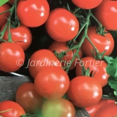 Tomate cerise Sweet 100 / Potager Santé