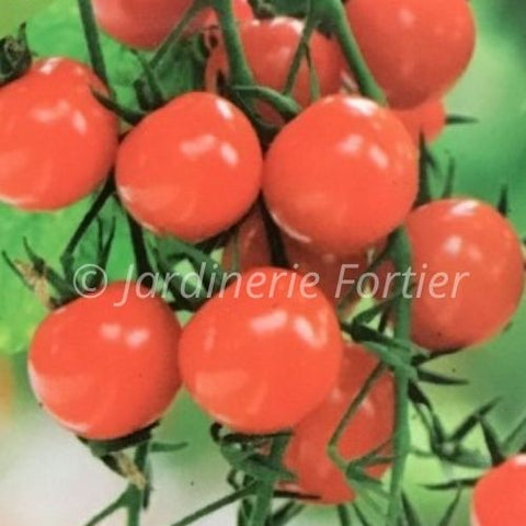 Tomate cerise Sweet'n'neat / Potager Santé