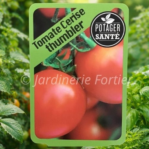 Tomate Tumbler / Potager Santé