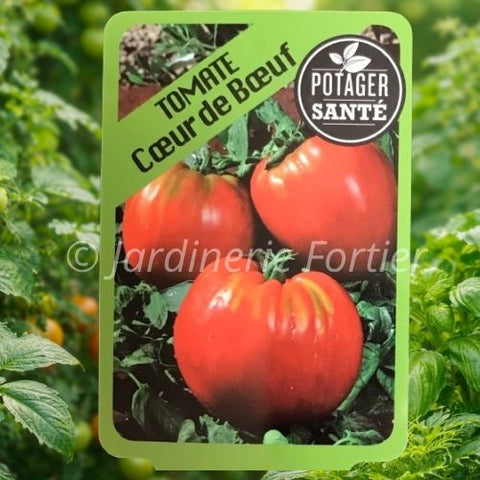 Tomate Coeur de Boeuf / Potager Santé