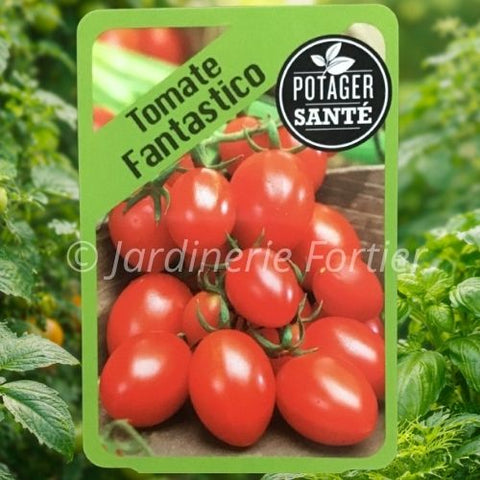 Tomate cerise fantastico / Potager Santé