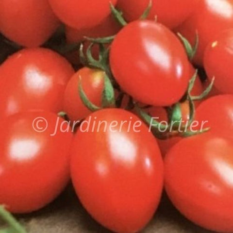 Tomate cerise fantastico / Potager Santé
