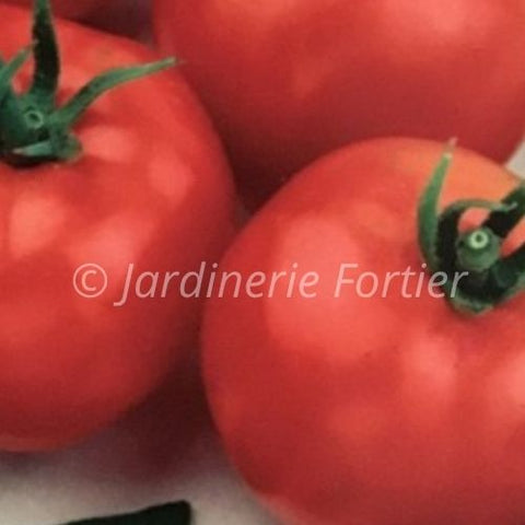 Tomate Fantastique / Potager Santé