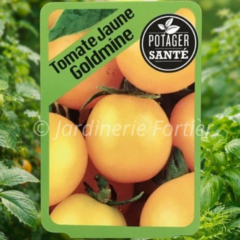 Tomate Goldmine / Potager Santé