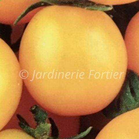 Tomate Goldmine / Potager Santé