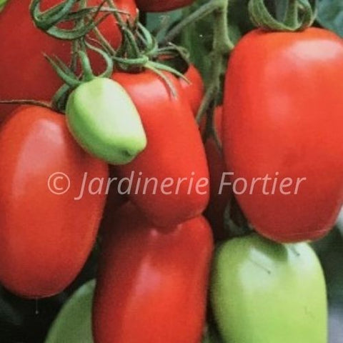 Tomate Italienne / Potager Santé
