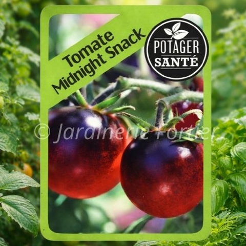 Tomate cerise Midnight snack / Potager Santé