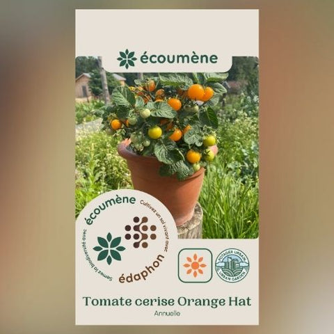 Plant de tomate cerise 'Orange Hat' – Écoumène