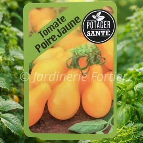 Tomate cerise Poire jaune / Potager Santé