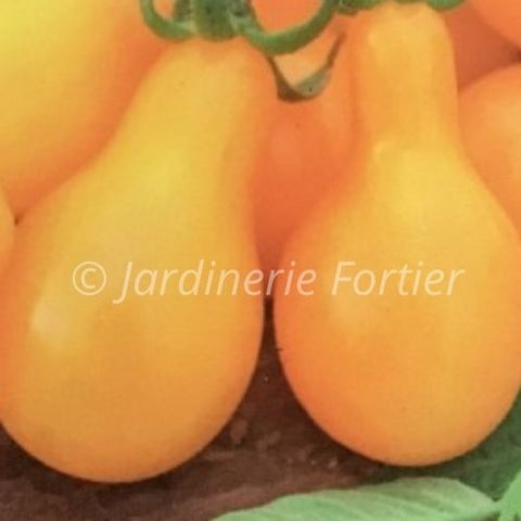 Tomate cerise Poire jaune / Potager Santé