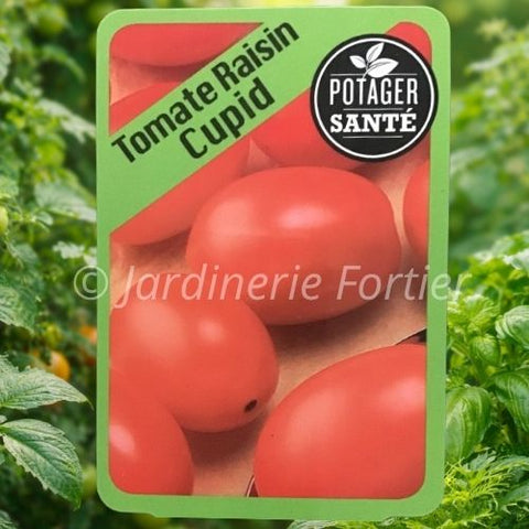 Tomate cerise Cupid / Potager Santé