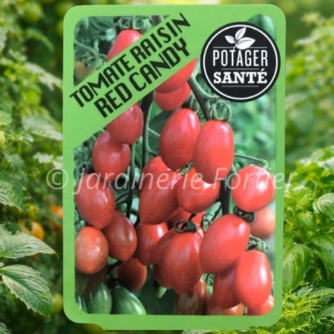 Tomate cerise red candy / Potager Santé