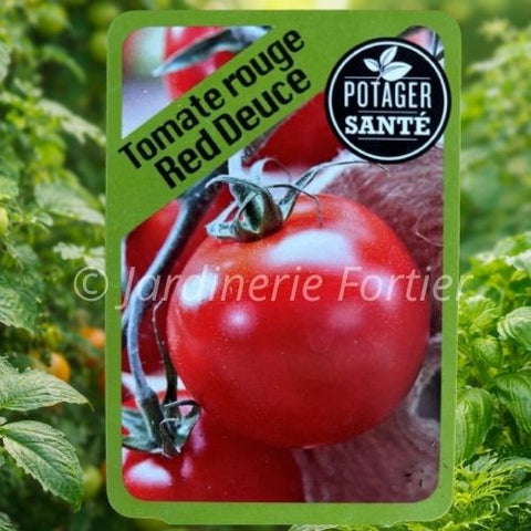 Tomate Red Deuce  / Potager Santé
