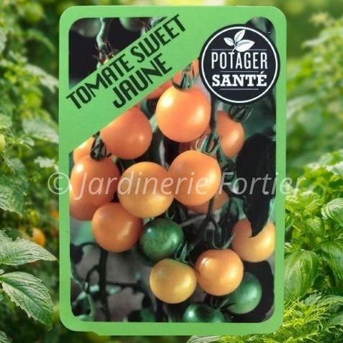 Tomate cerise sweet jaune / Potager Santé