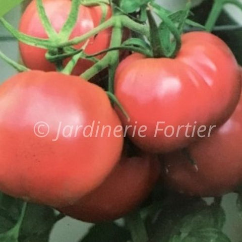 Tomate ultra pink rose / Potager Santé