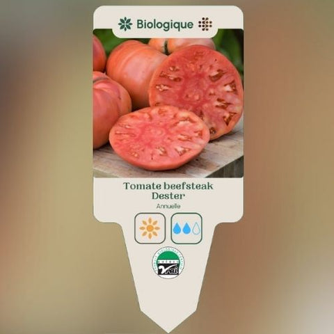 Plant de "Tomate Beefsteak Dester" – Écoumène