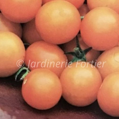 Tomate cerise Sungold / Potager Santé